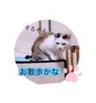 ガッシーねこーず40にゃんシリーズ⑰（個別スタンプ：20）