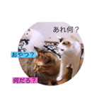 ガッシーねこーず40にゃんシリーズ⑰（個別スタンプ：25）