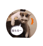 ガッシーねこーず40にゃんシリーズ⑰（個別スタンプ：26）