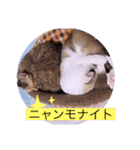 ガッシーねこーず40にゃんシリーズ⑰（個別スタンプ：28）