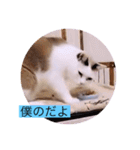 ガッシーねこーず40にゃんシリーズ⑰（個別スタンプ：36）