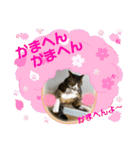 猫の関西弁スタンプ②（個別スタンプ：1）