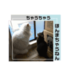 猫の関西弁スタンプ②（個別スタンプ：2）