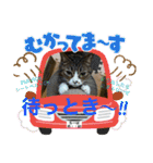 猫の関西弁スタンプ②（個別スタンプ：6）