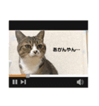 猫の関西弁スタンプ②（個別スタンプ：8）