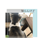 猫の関西弁スタンプ②（個別スタンプ：22）