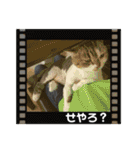 猫の関西弁スタンプ②（個別スタンプ：23）