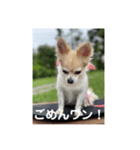 チワワのリアルラブちゃんで～す❣️（個別スタンプ：1）