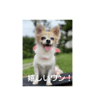 チワワのリアルラブちゃんで～す❣️（個別スタンプ：2）