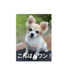 チワワのリアルラブちゃんで～す❣️（個別スタンプ：3）