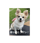 チワワのリアルラブちゃんで～す❣️（個別スタンプ：5）