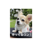 チワワのリアルラブちゃんで～す❣️（個別スタンプ：6）