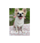 チワワのリアルラブちゃんで～す❣️（個別スタンプ：8）
