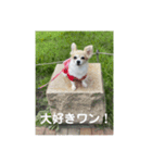 チワワのリアルラブちゃんで～す❣️（個別スタンプ：9）