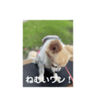チワワのリアルラブちゃんで～す❣️（個別スタンプ：10）