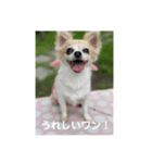 チワワのリアルラブちゃんで～す❣️（個別スタンプ：11）