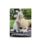 チワワのリアルラブちゃんで～す❣️（個別スタンプ：12）