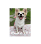 チワワのリアルラブちゃんで～す❣️（個別スタンプ：14）