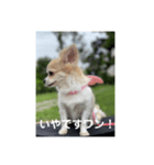 チワワのリアルラブちゃんで～す❣️（個別スタンプ：15）