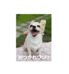 チワワのリアルラブちゃんで～す❣️（個別スタンプ：16）