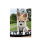 チワワのリアルラブちゃんで～す❣️（個別スタンプ：17）