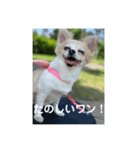 チワワのリアルラブちゃんで～す❣️（個別スタンプ：18）