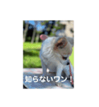 チワワのリアルラブちゃんで～す❣️（個別スタンプ：19）