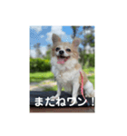 チワワのリアルラブちゃんで～す❣️（個別スタンプ：22）