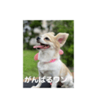 チワワのリアルラブちゃんで～す❣️（個別スタンプ：23）