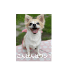 チワワのリアルラブちゃんで～す❣️（個別スタンプ：25）