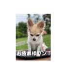 チワワのリアルラブちゃんで～す❣️（個別スタンプ：28）