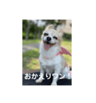 チワワのリアルラブちゃんで～す❣️（個別スタンプ：29）