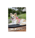チワワのリアルラブちゃんで～す❣️（個別スタンプ：30）