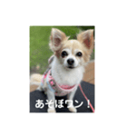 チワワのリアルラブちゃんで～す❣️（個別スタンプ：32）