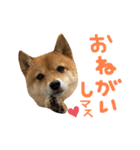 ちくわの日常Ⅲ（個別スタンプ：1）