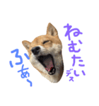 ちくわの日常Ⅲ（個別スタンプ：7）