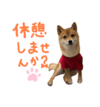 ちくわの日常Ⅲ（個別スタンプ：10）
