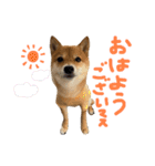 ちくわの日常Ⅲ（個別スタンプ：12）