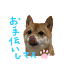 ちくわの日常Ⅲ（個別スタンプ：13）