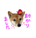 ちくわの日常Ⅲ（個別スタンプ：19）