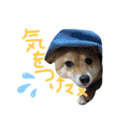 ちくわの日常Ⅲ（個別スタンプ：25）
