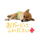 ちくわの日常Ⅲ（個別スタンプ：31）