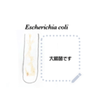 菌とカビと酵母（個別スタンプ：4）