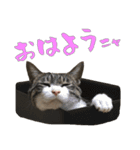 殿様保護猫【殿（との）】（個別スタンプ：1）