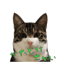 殿様保護猫【殿（との）】（個別スタンプ：3）