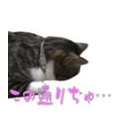 殿様保護猫【殿（との）】（個別スタンプ：4）