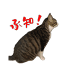 殿様保護猫【殿（との）】（個別スタンプ：5）