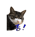 殿様保護猫【殿（との）】（個別スタンプ：6）
