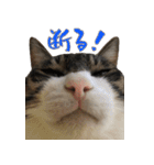 殿様保護猫【殿（との）】（個別スタンプ：8）