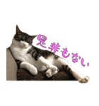 殿様保護猫【殿（との）】（個別スタンプ：9）